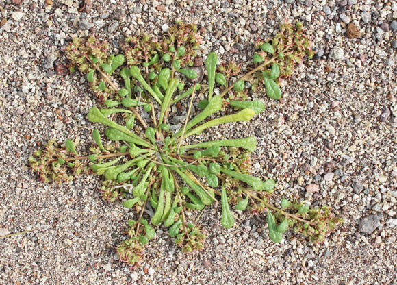  Calyptridium monandrum Nuttall 